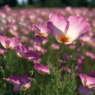 Purple Gleam California Poppy - 100 Seeds seed packet from Seed Therapy – American - grown, heirloom seeds