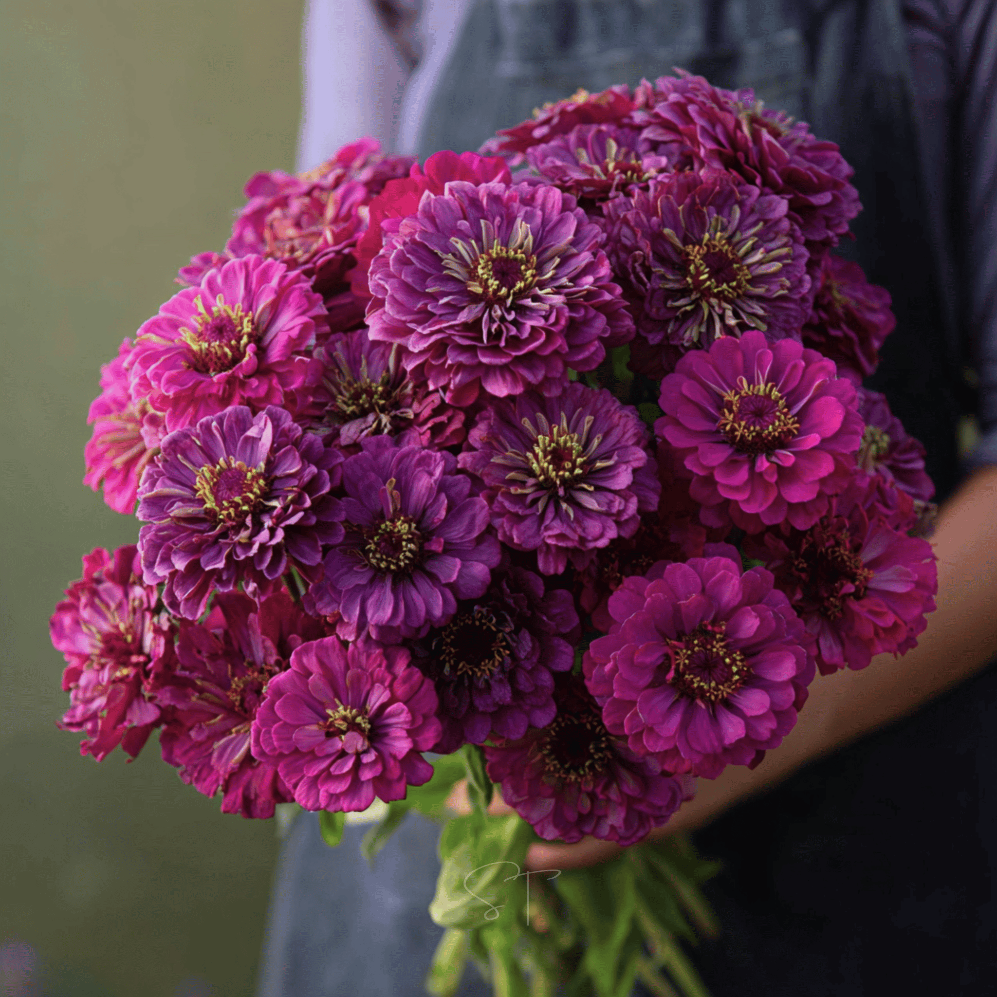 Purple Prince Zinnia – 100 Seeds seed packet from Seed Therapy – American - grown, heirloom seeds