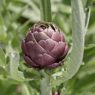 Purple Romagna Artichoke – 25 Seeds seed packet from Seed Therapy – American - grown, heirloom seeds