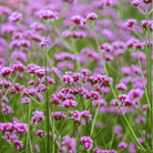 Purple Top Vervain – 100 Seeds seed packet from Seed Therapy – American - grown, heirloom seeds