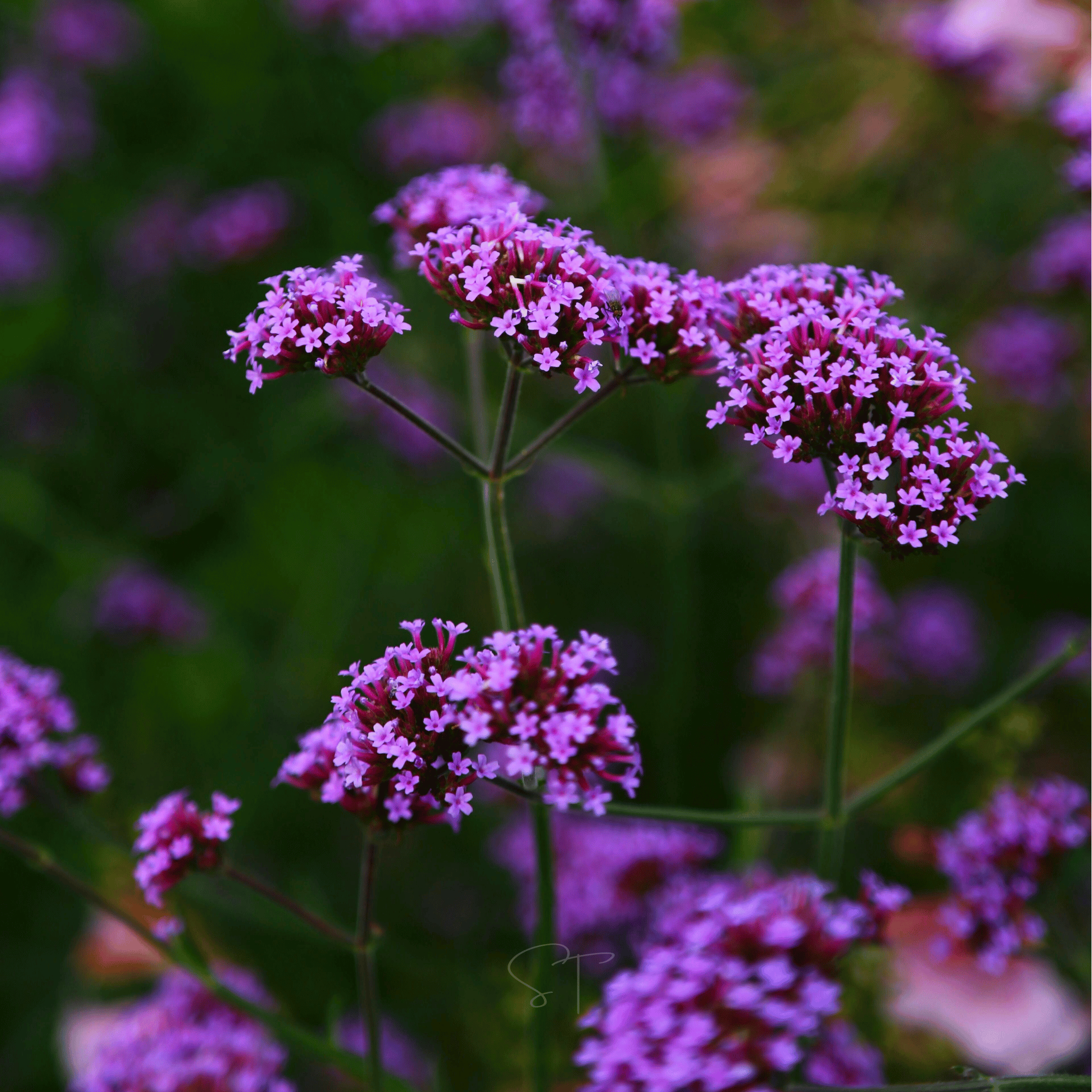 Purple Top Vervain – 100 Seeds seed packet from Seed Therapy – American - grown, heirloom seeds