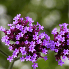 Purple Top Vervain – 100 Seeds seed packet from Seed Therapy – American - grown, heirloom seeds