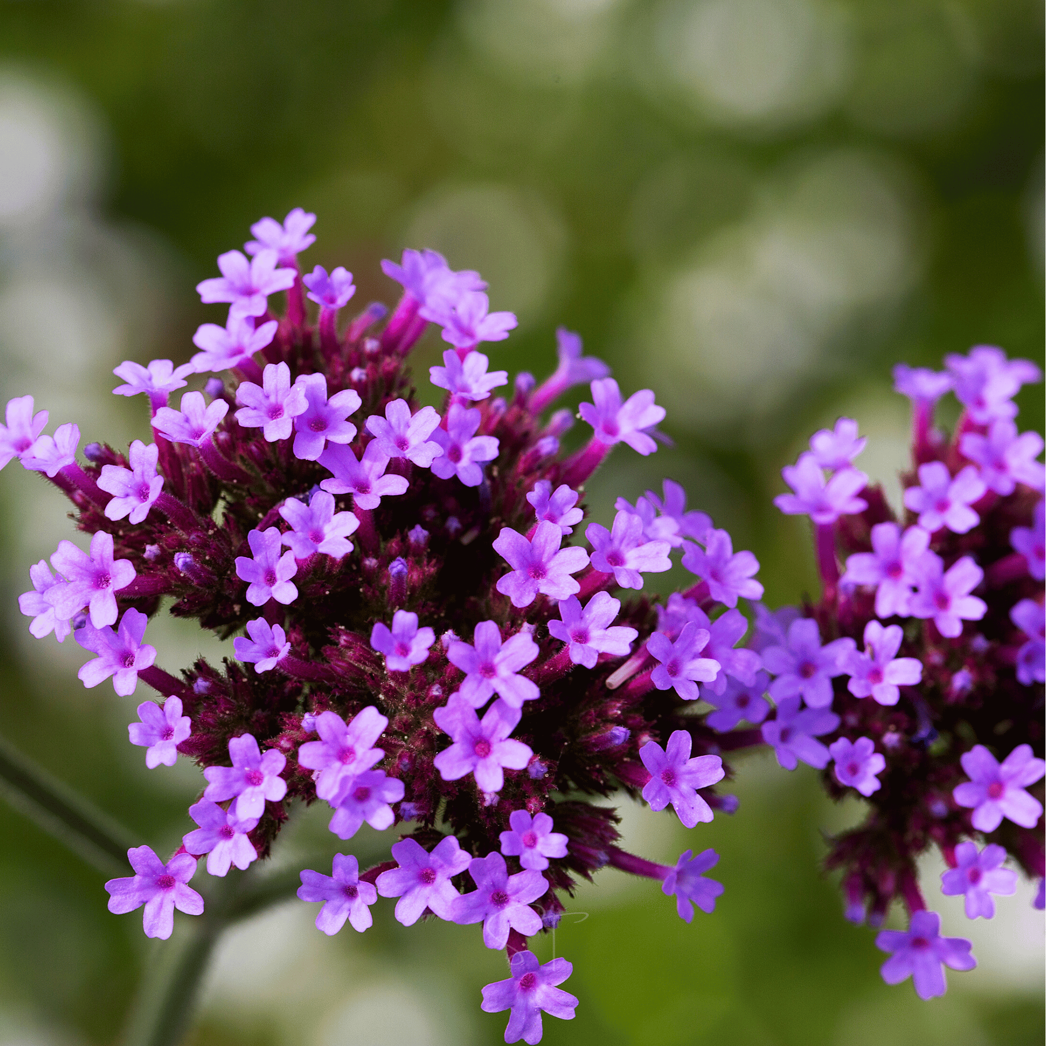 Purple Top Vervain – 100 Seeds seed packet from Seed Therapy – American - grown, heirloom seeds