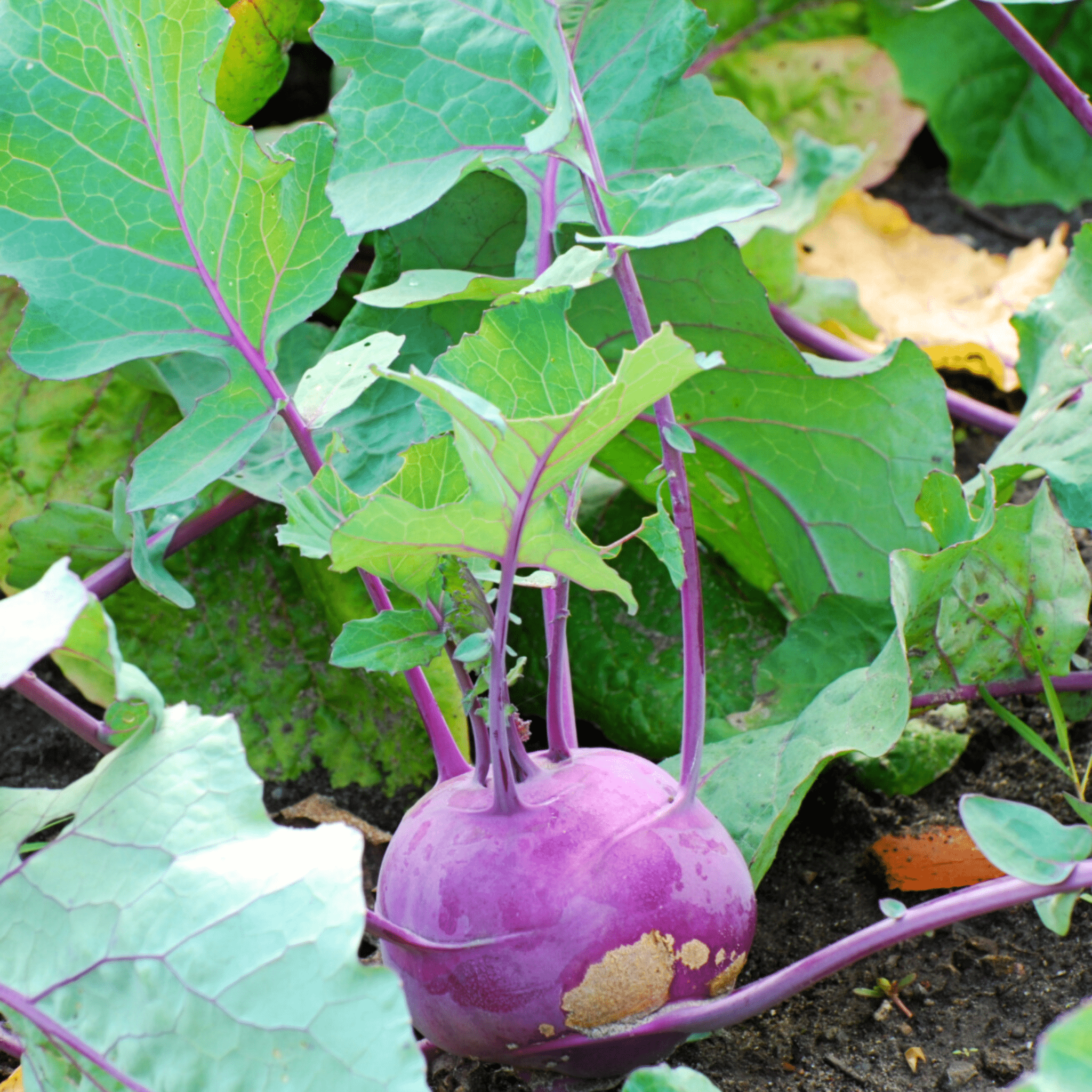 Purple Vienna Kohlrabi – 100 Seeds seed packet from Seed Therapy – American - grown, heirloom seeds