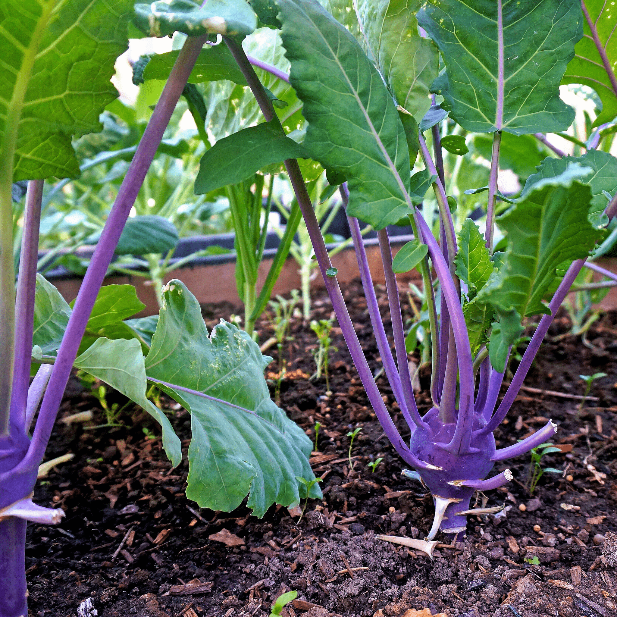 Purple Vienna Kohlrabi – 100 Seeds seed packet from Seed Therapy – American - grown, heirloom seeds
