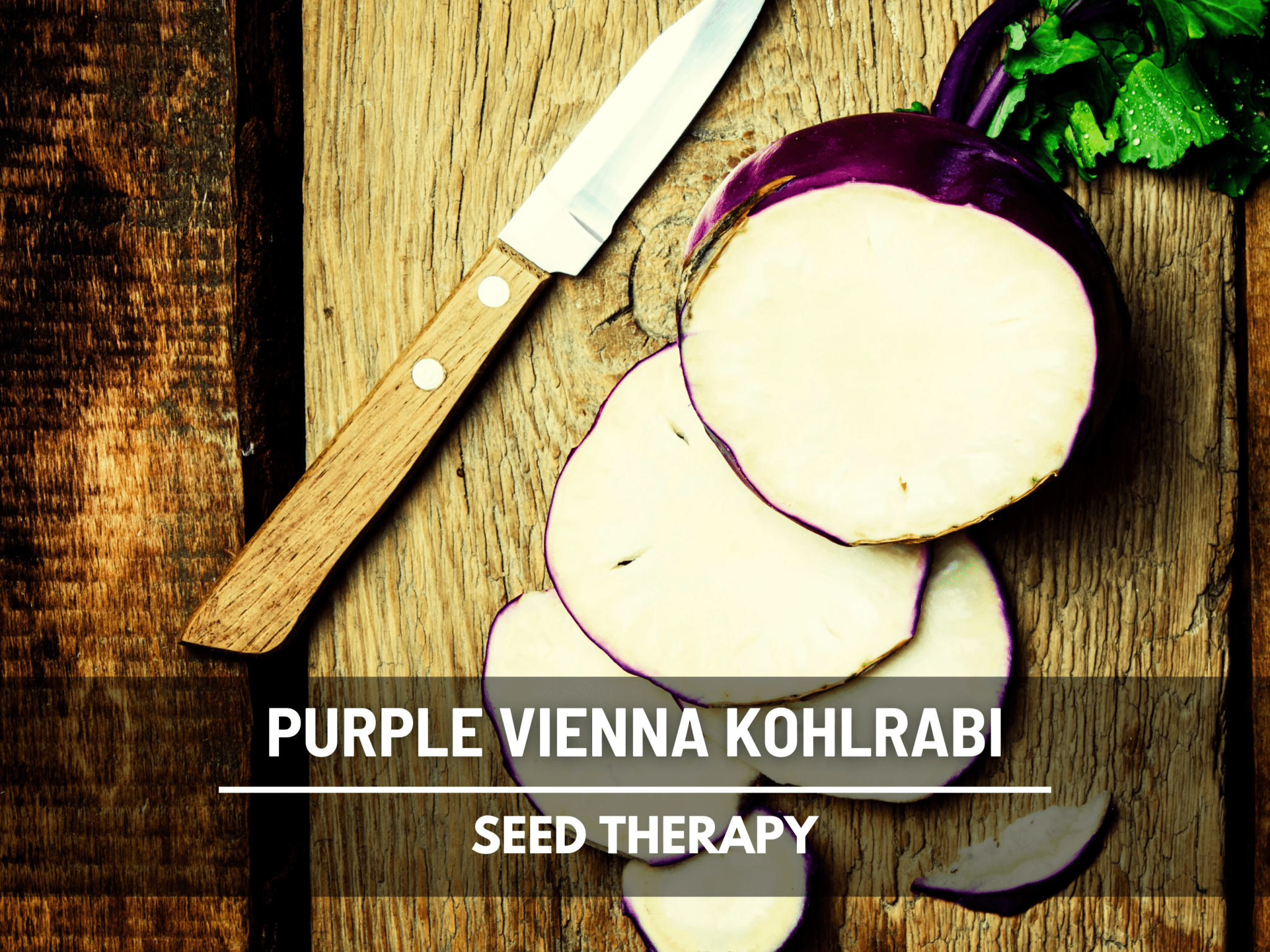 Purple Vienna Kohlrabi – 100 Seeds seed packet from Seed Therapy – American - grown, heirloom seeds