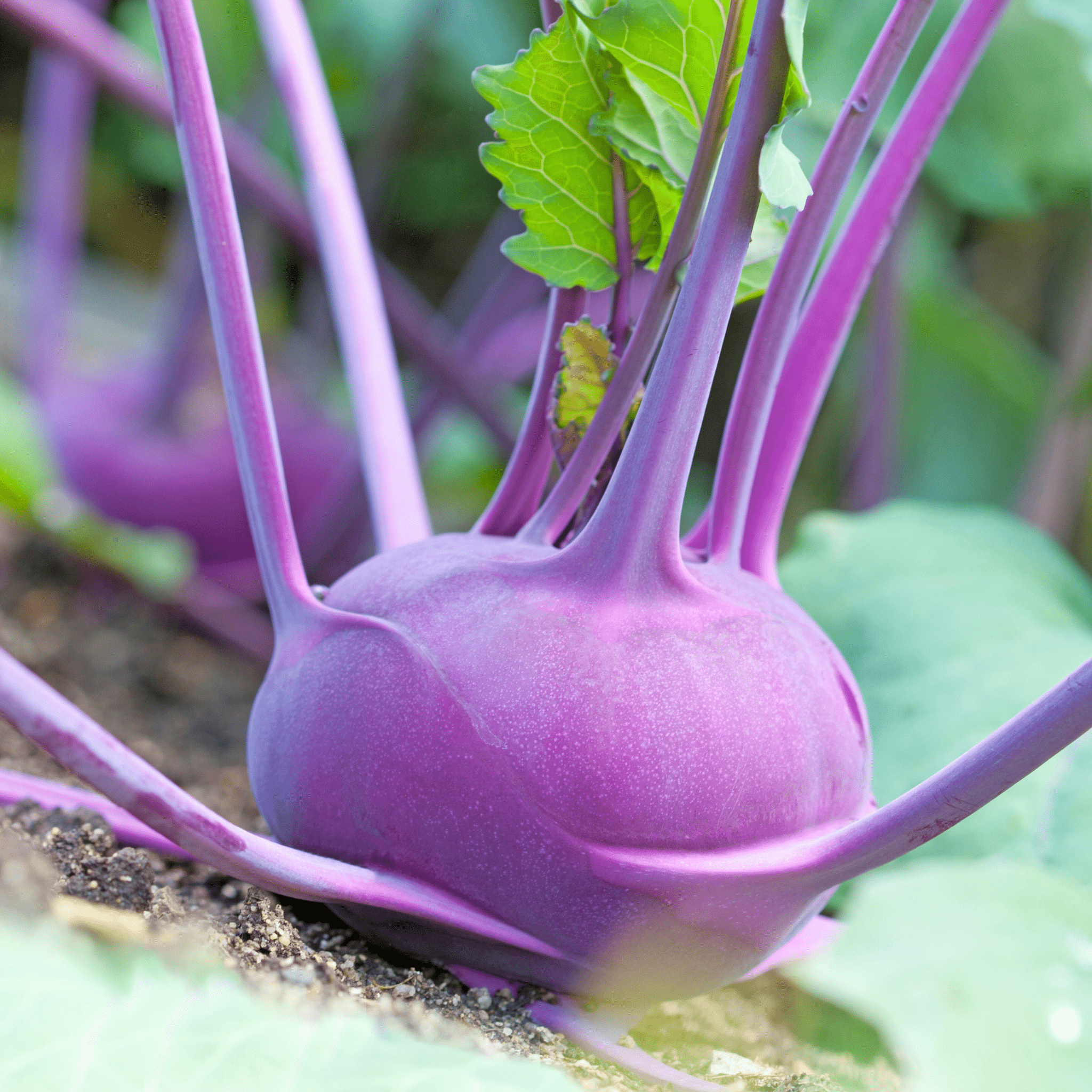 Purple Vienna Kohlrabi – 100 Seeds seed packet from Seed Therapy – American - grown, heirloom seeds