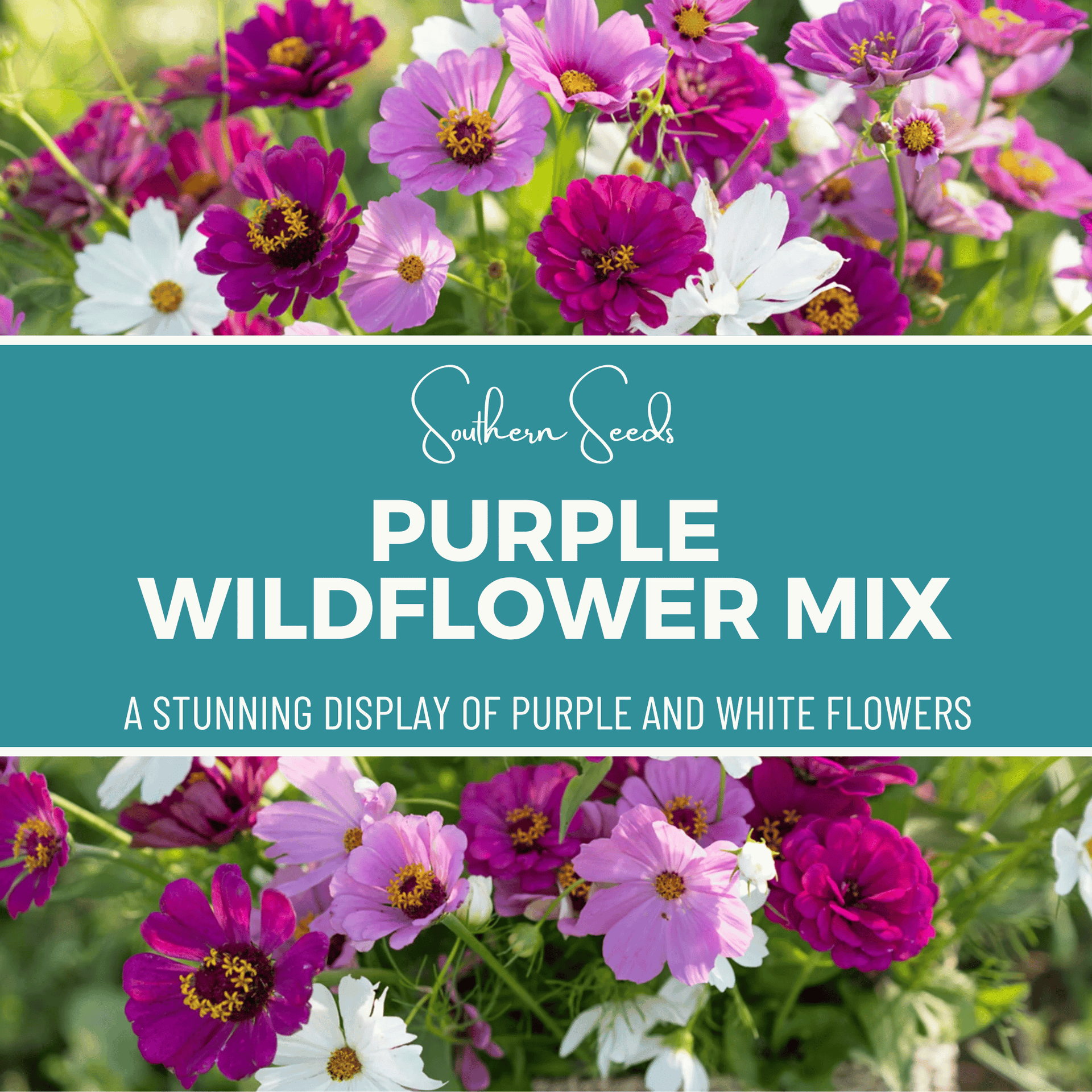 purple wildflower seeds Purple Wildflower Seed Mix – 1,000 Seeds