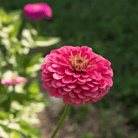 Raspberry Sorbet Zinnia - 100 Seeds seed packet from Seed Therapy – American - grown, heirloom seeds