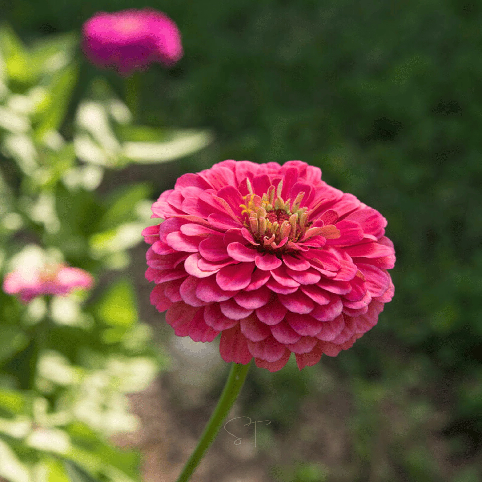 Raspberry Sorbet Zinnia - 100 Seeds seed packet from Seed Therapy – American - grown, heirloom seeds