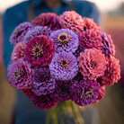 Raspberry Sorbet Zinnia - 100 Seeds seed packet from Seed Therapy – American - grown, heirloom seeds