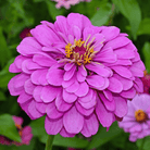 Raspberry Sorbet Zinnia - 100 Seeds seed packet from Seed Therapy – American - grown, heirloom seeds