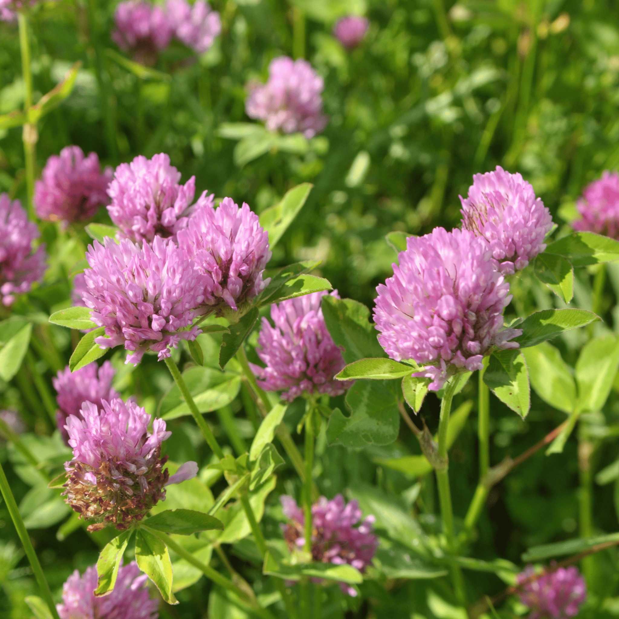 Red Clover – 200 Seeds seed packet from Seed Therapy – American - grown, heirloom seeds