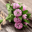 Red Clover – 200 Seeds seed packet from Seed Therapy – American - grown, heirloom seeds