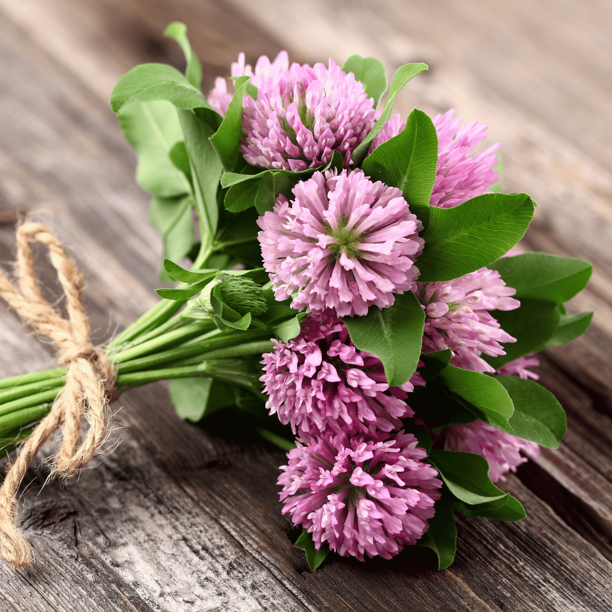 Red Clover – 200 Seeds seed packet from Seed Therapy – American - grown, heirloom seeds