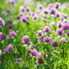 Red Clover – 200 Seeds seed packet from Seed Therapy – American - grown, heirloom seeds