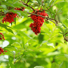 Red Elderberry – 50 Seeds seed packet from Seed Therapy – American - grown, heirloom seeds