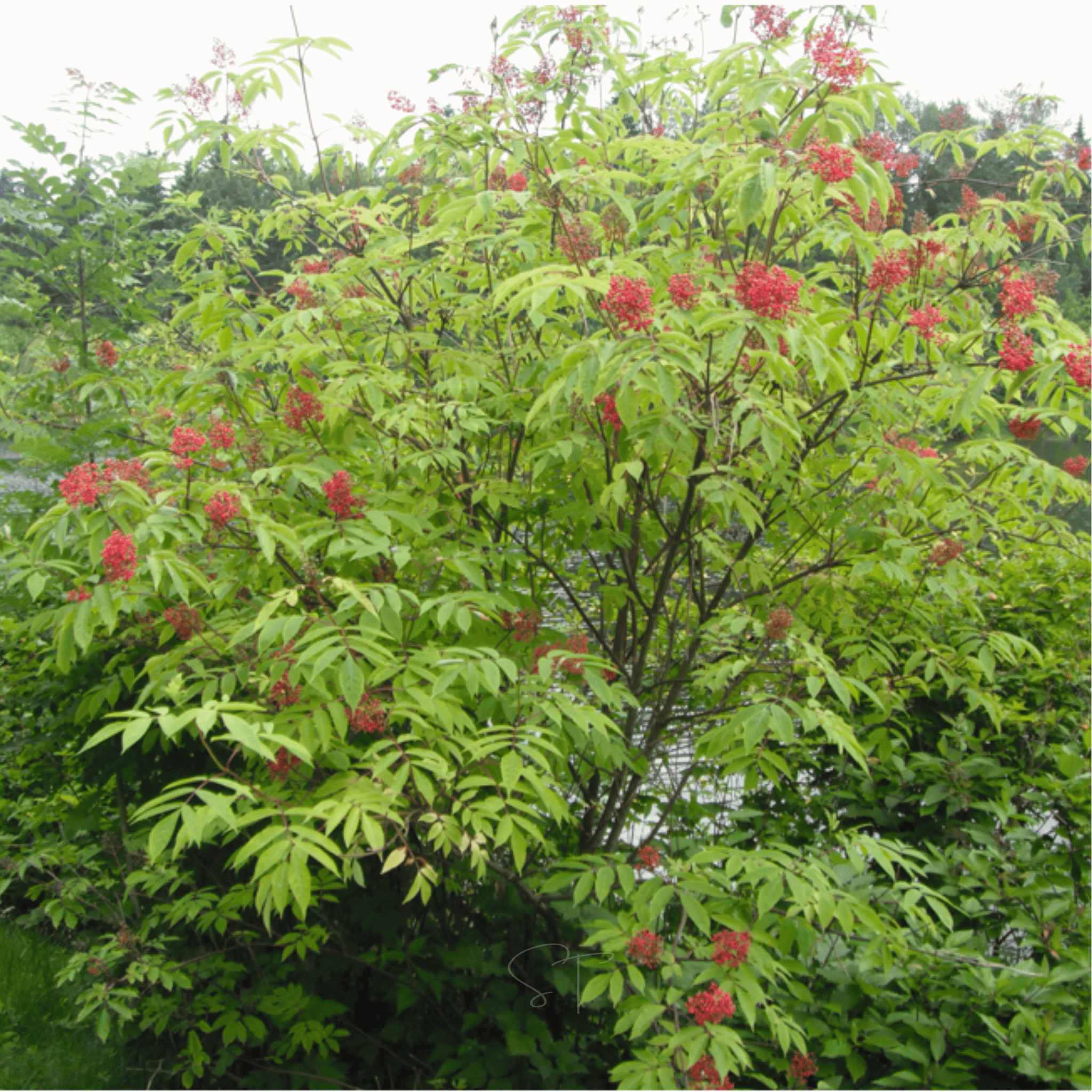 Red Elderberry – 50 Seeds seed packet from Seed Therapy – American - grown, heirloom seeds
