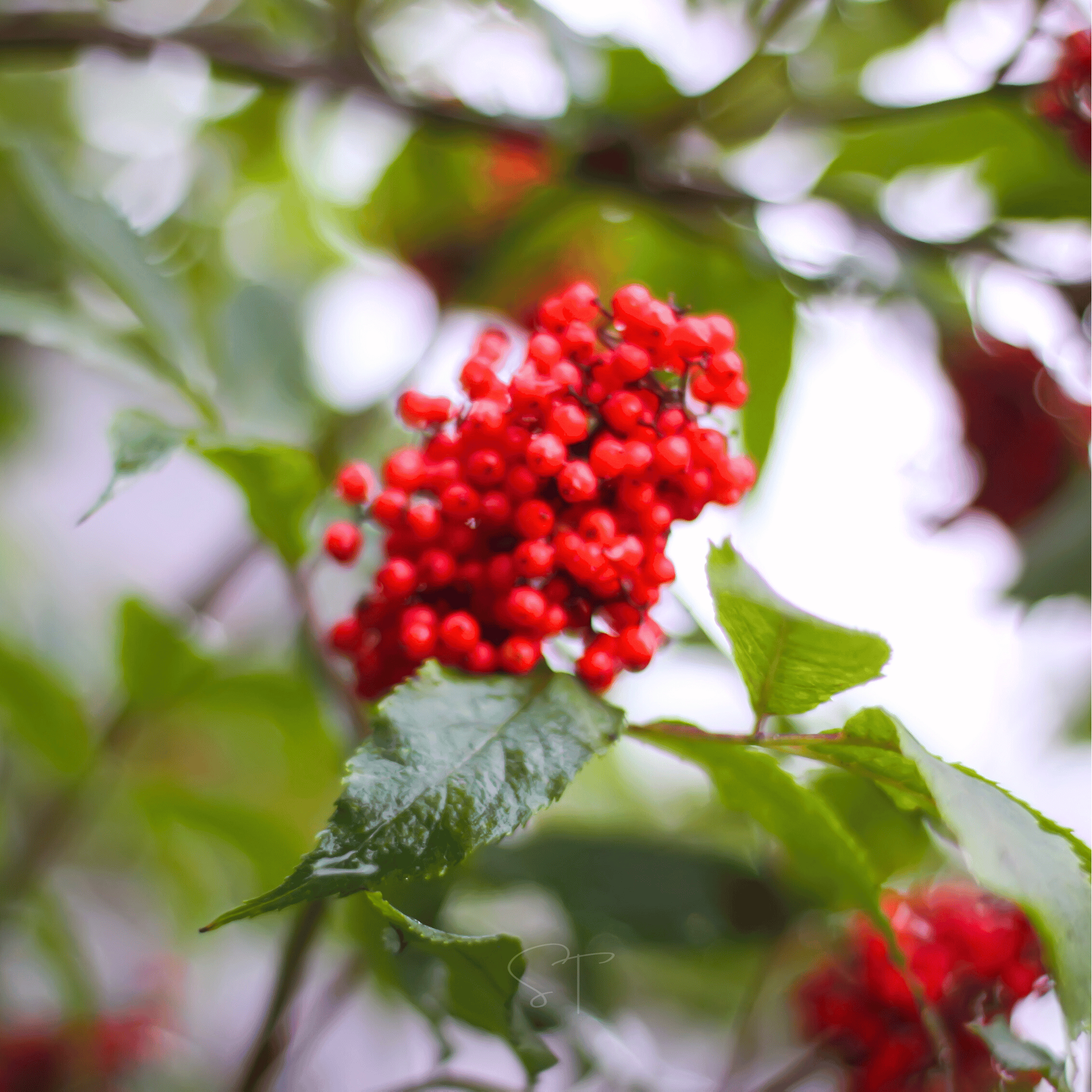 Red Elderberry – 50 Seeds seed packet from Seed Therapy – American - grown, heirloom seeds
