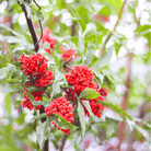 Red Elderberry – 50 Seeds seed packet from Seed Therapy – American - grown, heirloom seeds