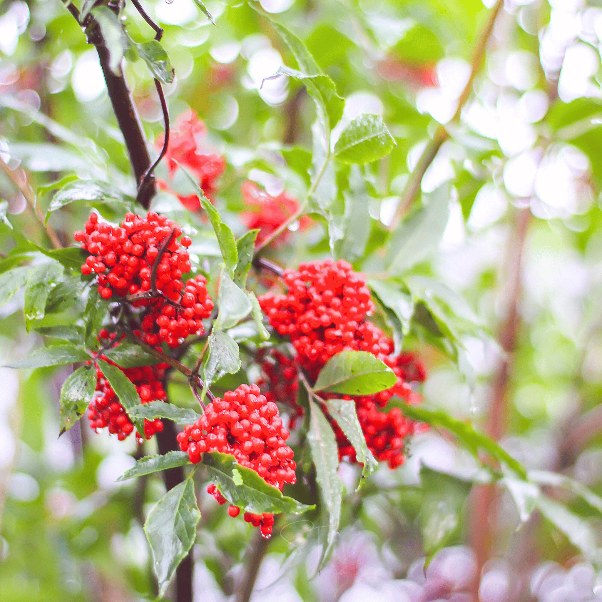 Red Elderberry – 50 Seeds seed packet from Seed Therapy – American - grown, heirloom seeds