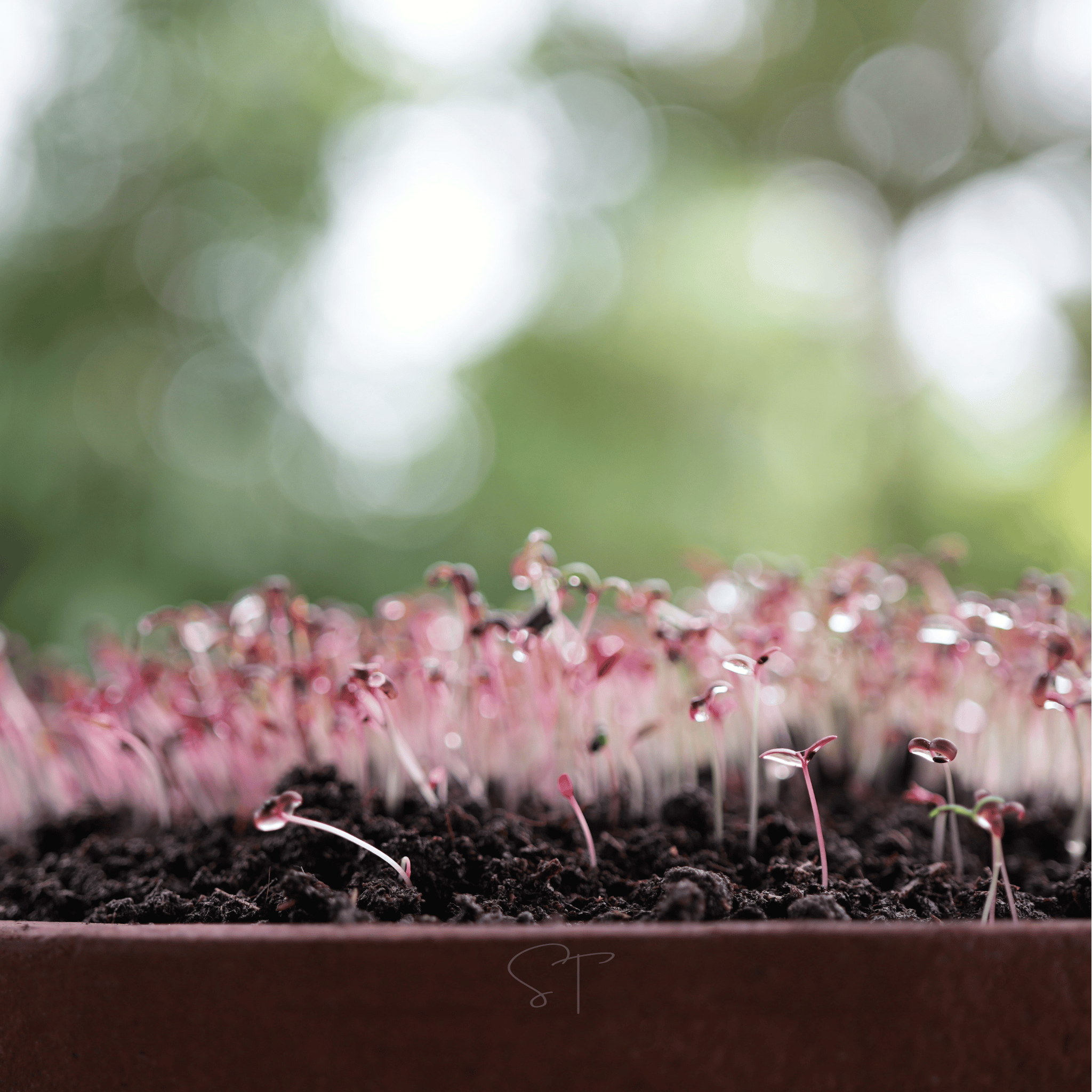 Red Garnet Amaranth – 250 Seeds seed packet from Seed Therapy – American - grown, heirloom seeds
