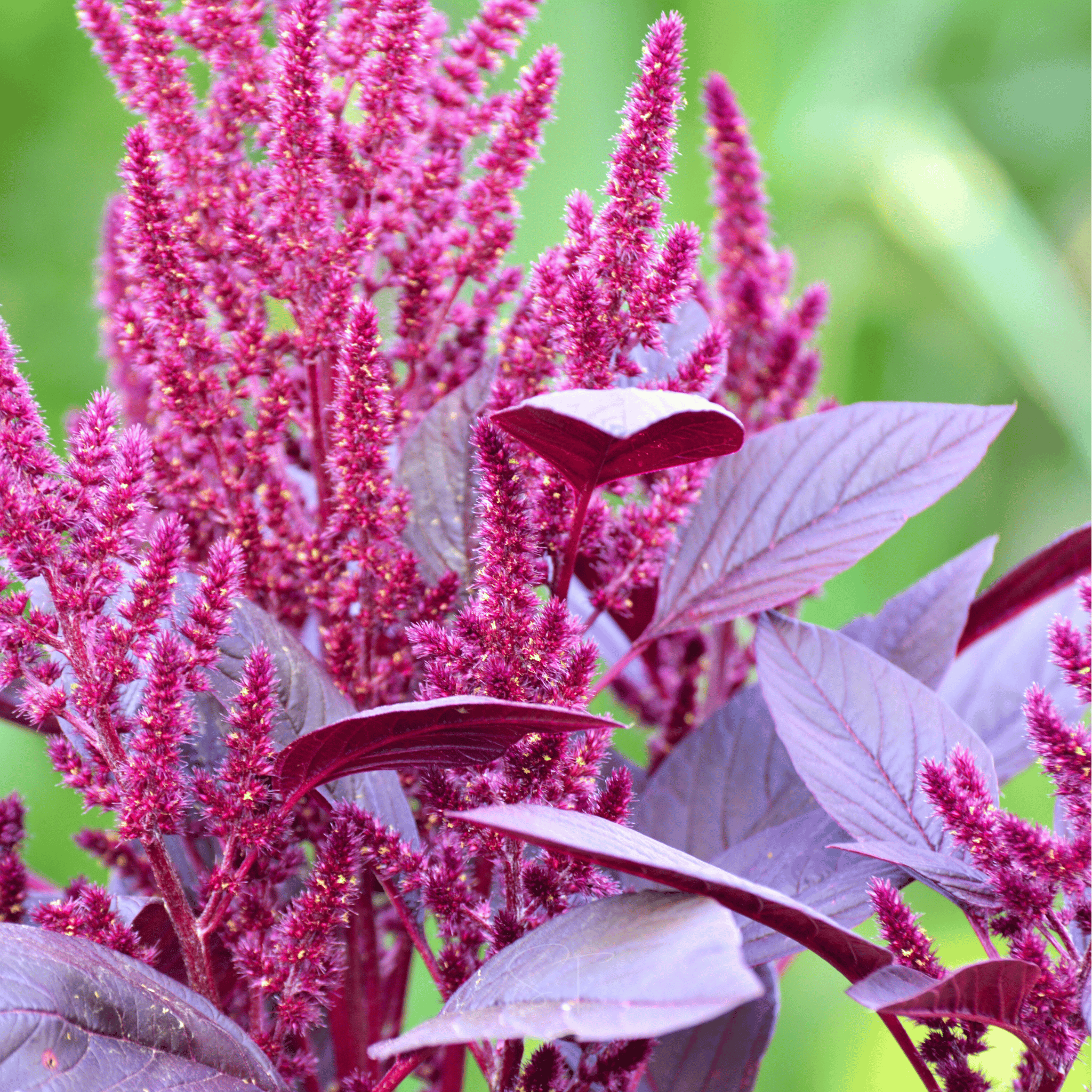 amaranth seed plant Red Garnet Amaranth – 250 Seeds