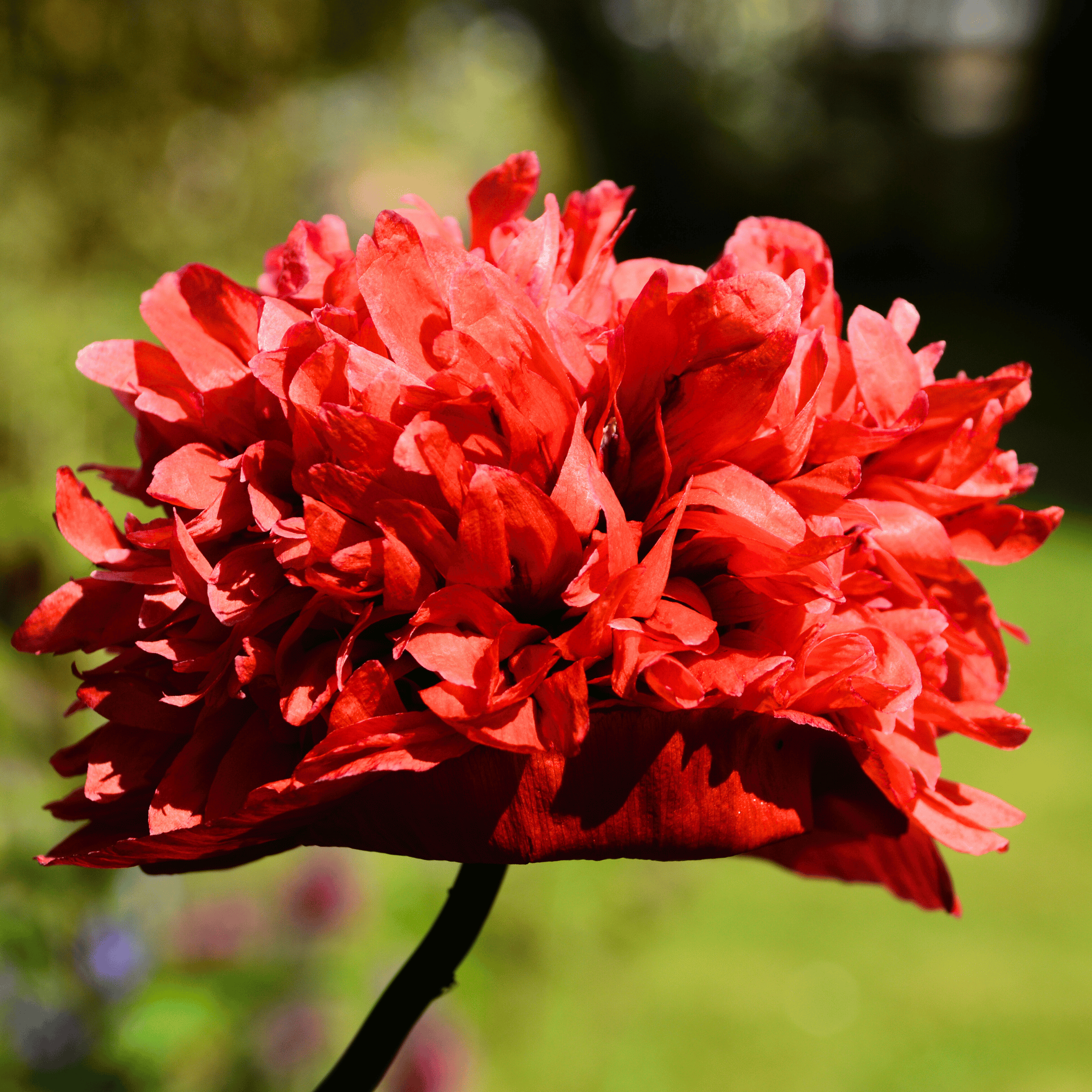 Red Peony Poppy – 100 Seeds seed packet from Seed Therapy – American - grown, heirloom seeds