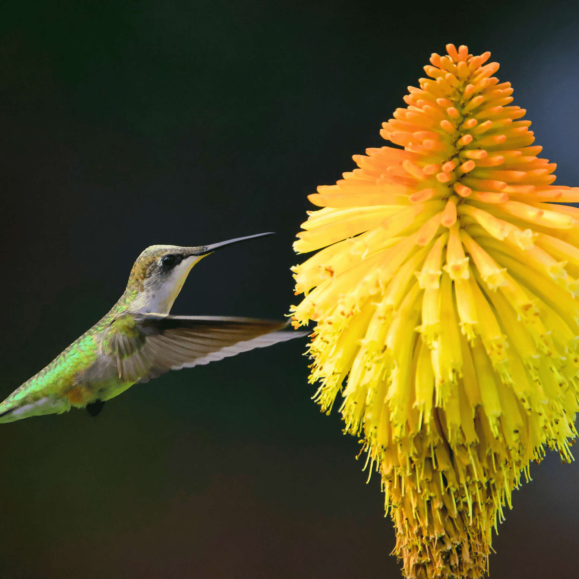 hot poker plant seeds Redhot Poker (Torch Lily) - 50 Seeds