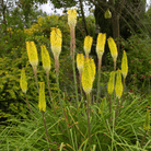 Redhot Poker (Torch Lily) - 40 Seeds seed packet from Seed Therapy – American - grown, heirloom seeds