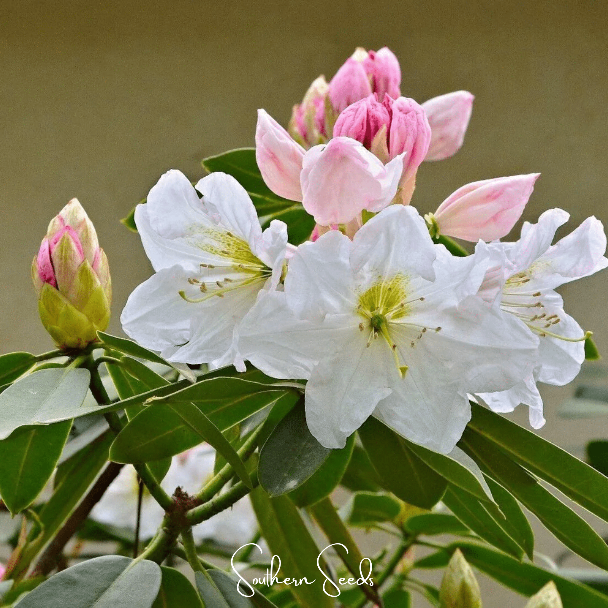 rhododendron flower seeds Fortune Rhododendron – 100 Seeds