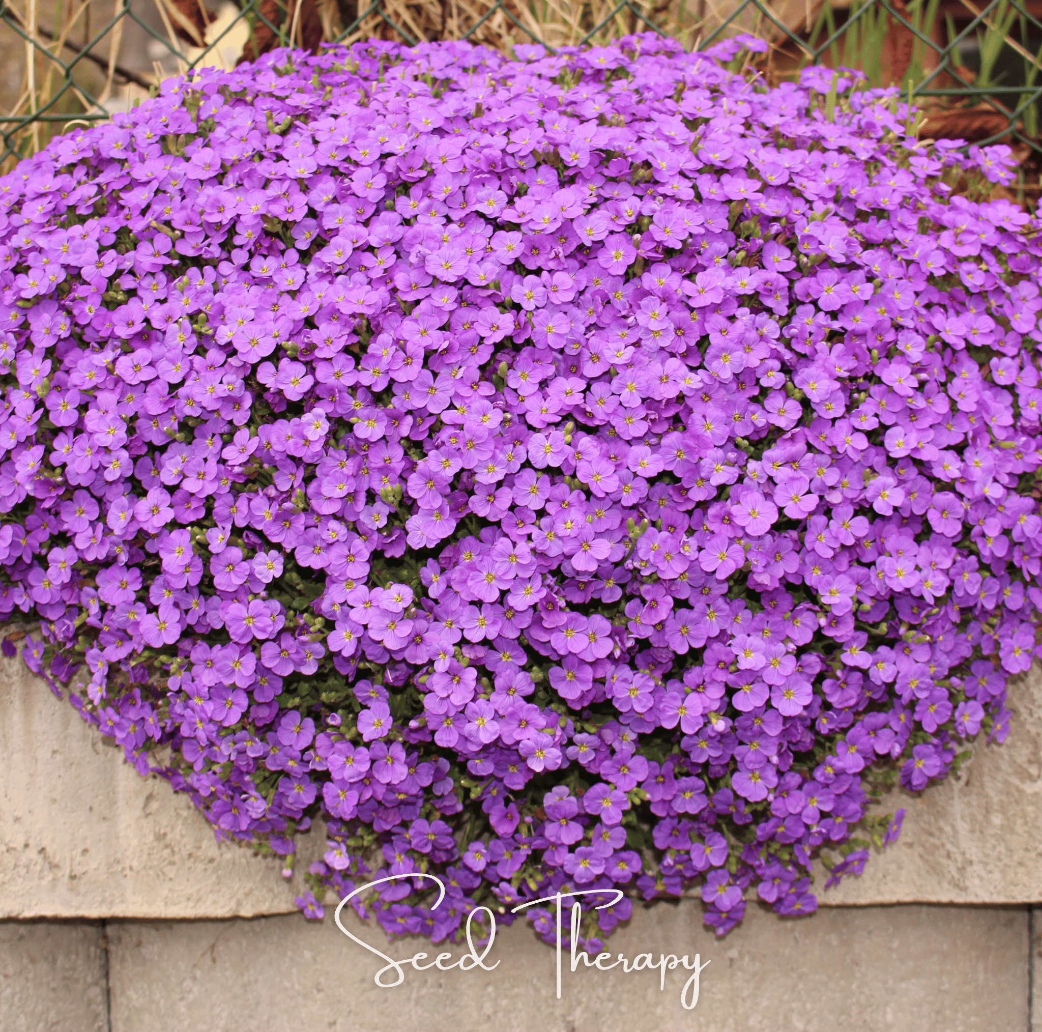 Rockcress, Purple (Aubrieta deltoidea) - 250 Seeds seed packet from Seed Therapy – American - grown, heirloom seeds