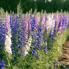 Rocket Larkspur – 100 Seeds seed packet from Seed Therapy – American-grown, heirloom seeds