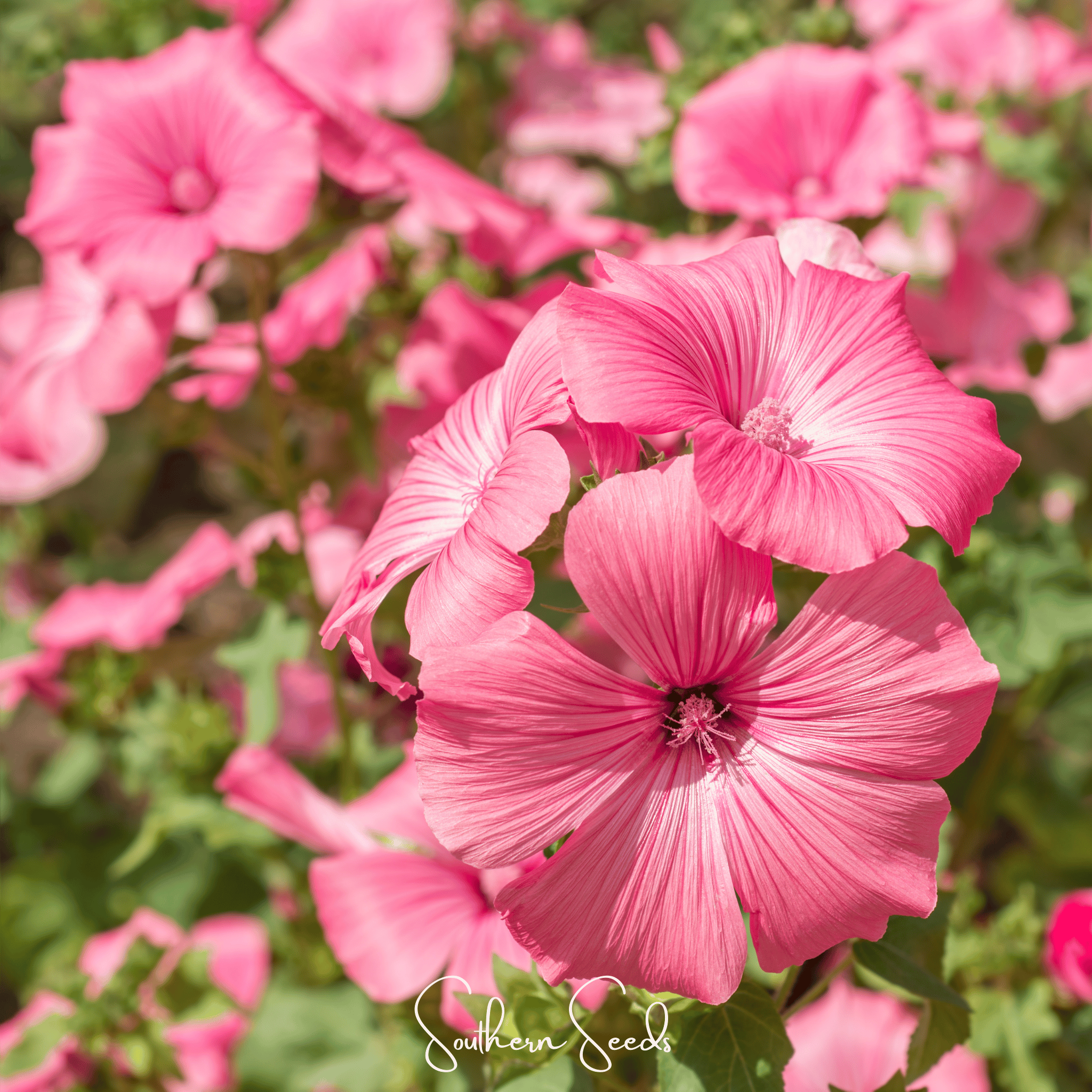 planting malva seeds Rose Mallow Loveliness
