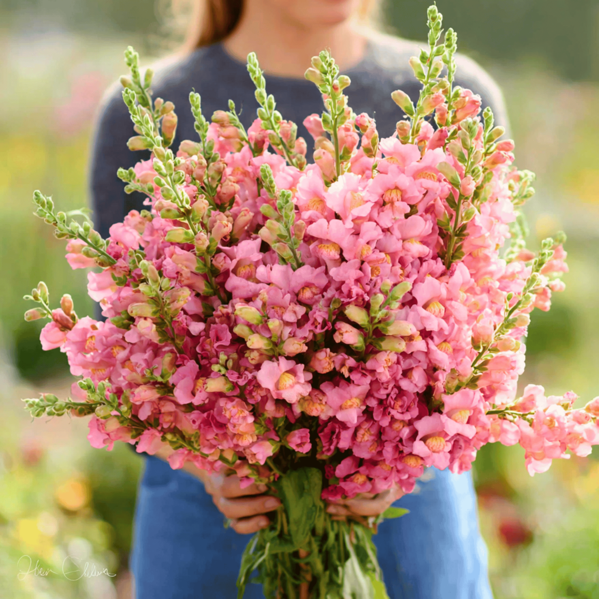 Rose Snapdragon – 200 Seeds seed packet from Seed Therapy – American - grown, heirloom seeds