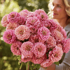 Rose Zinnia – 100 Seeds seed packet from Seed Therapy – American - grown, heirloom seeds