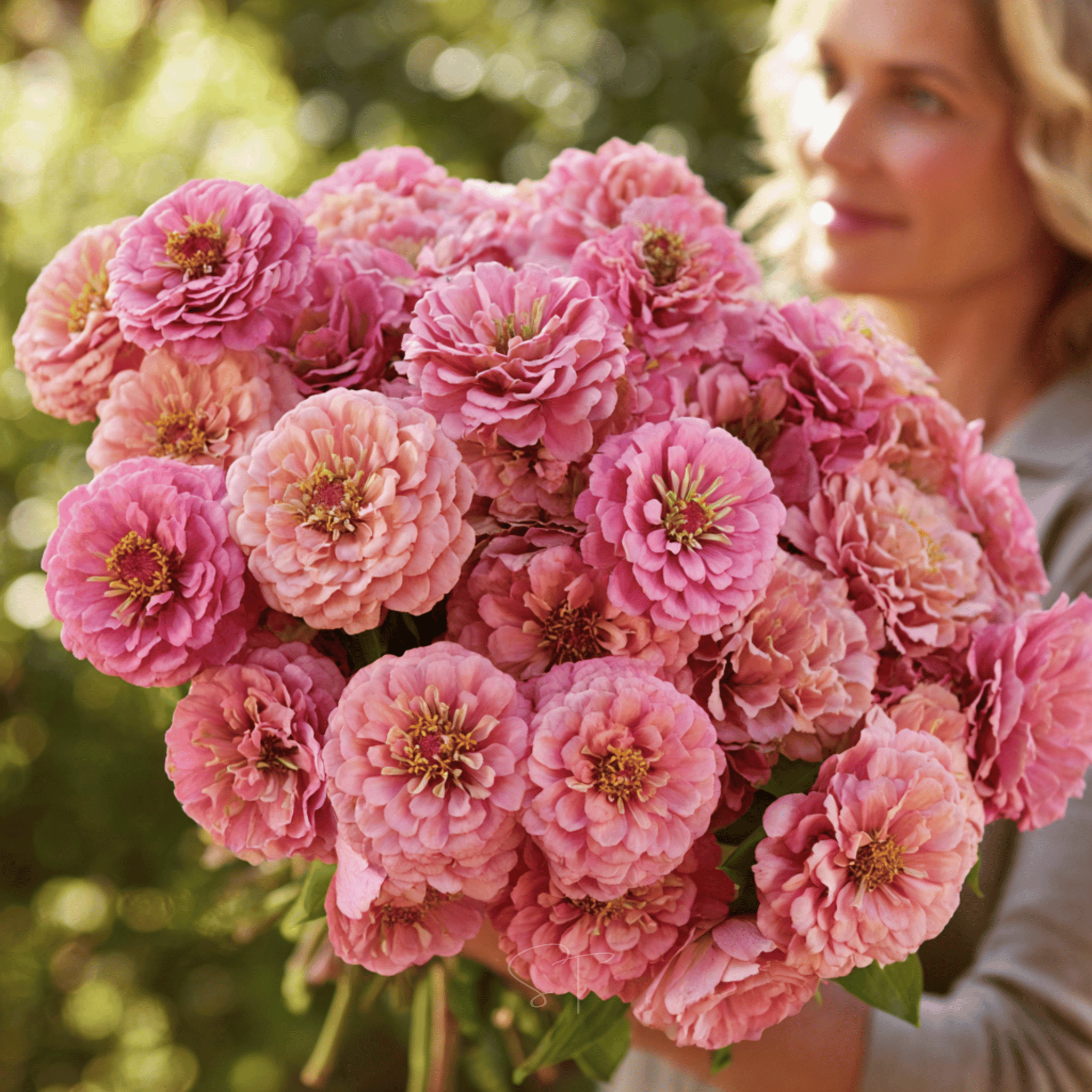 Rose Zinnia – 100 Seeds seed packet from Seed Therapy – American - grown, heirloom seeds