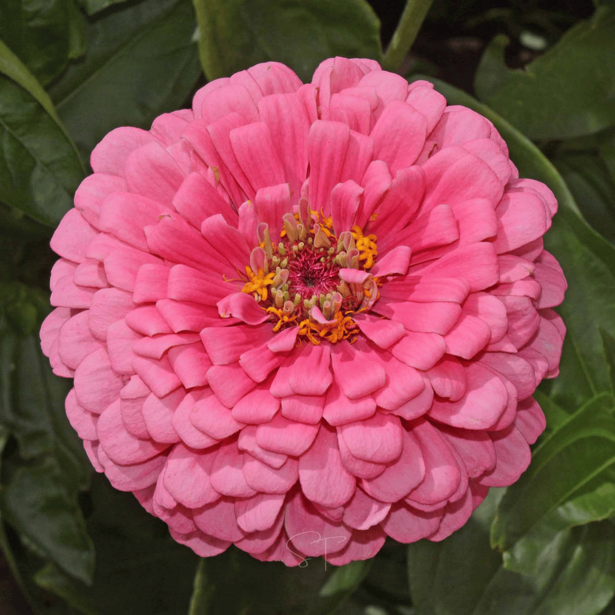 Rose Zinnia – 100 Seeds seed packet from Seed Therapy – American - grown, heirloom seeds