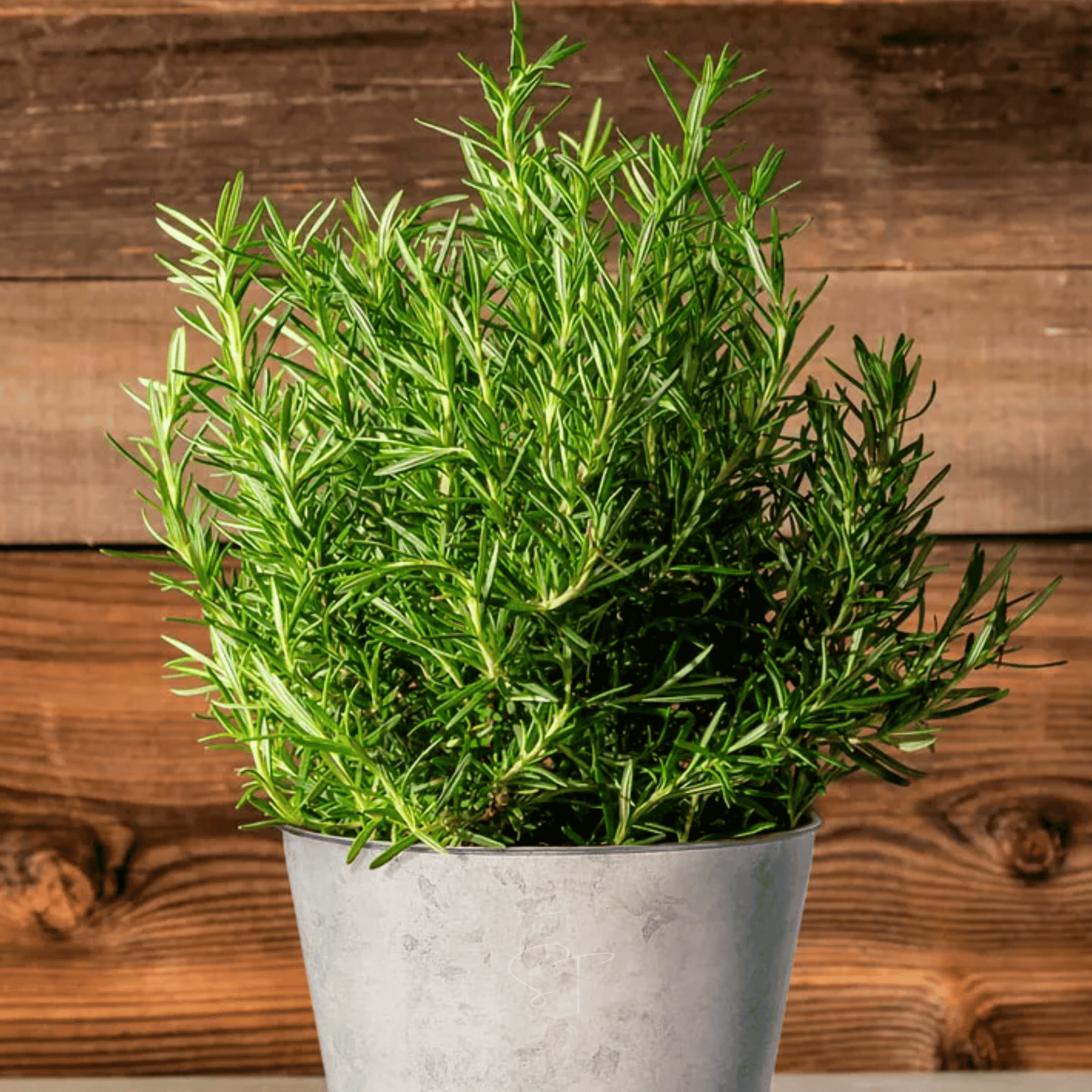 rose mary seeds Rosemary (Rosemarinus officinalis) - 50 Seeds