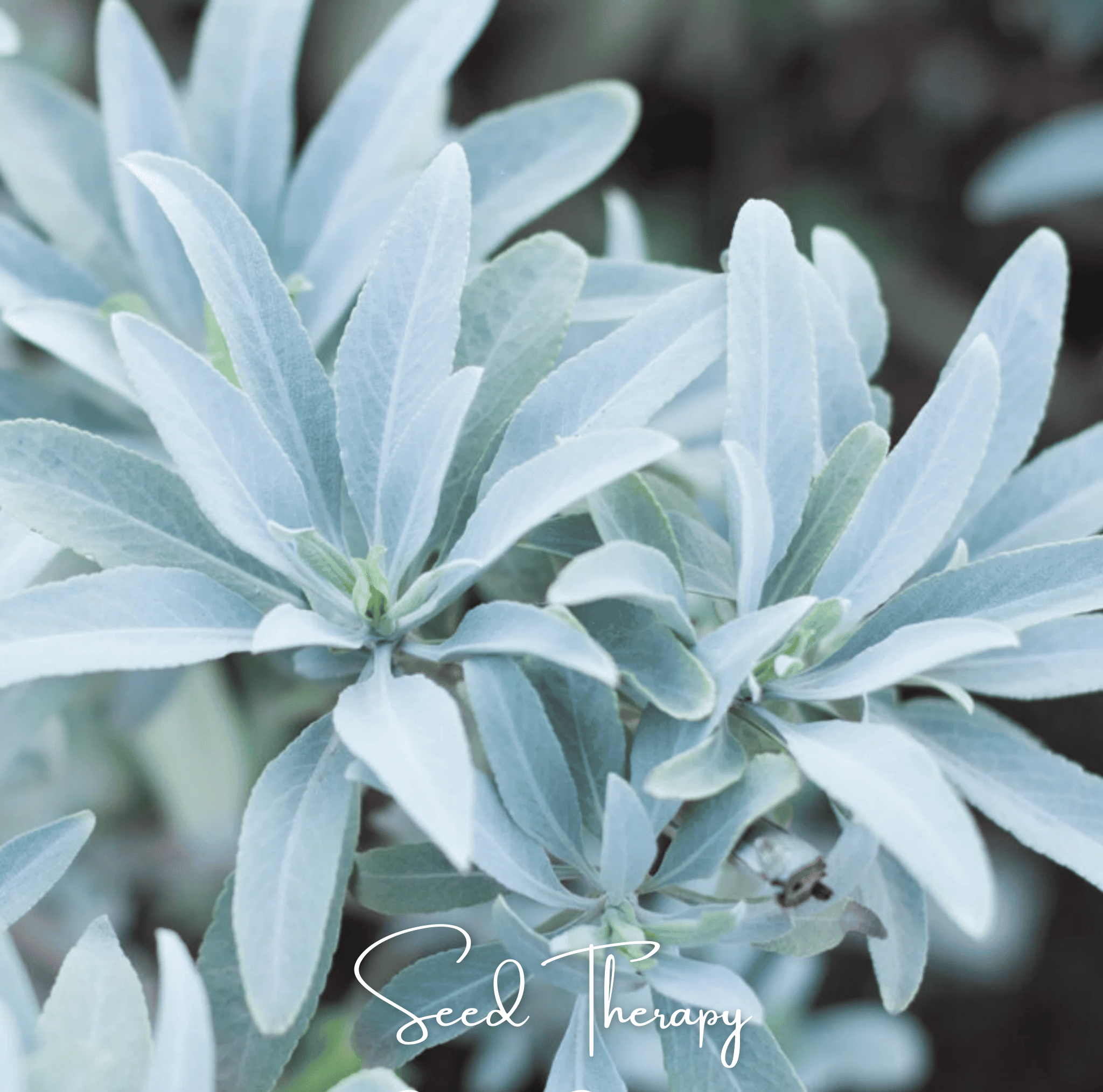 Sage, White - Smudging Sage (Salvia apiana) - 50 Seeds seed packet from Seed Therapy – American - grown, heirloom seeds