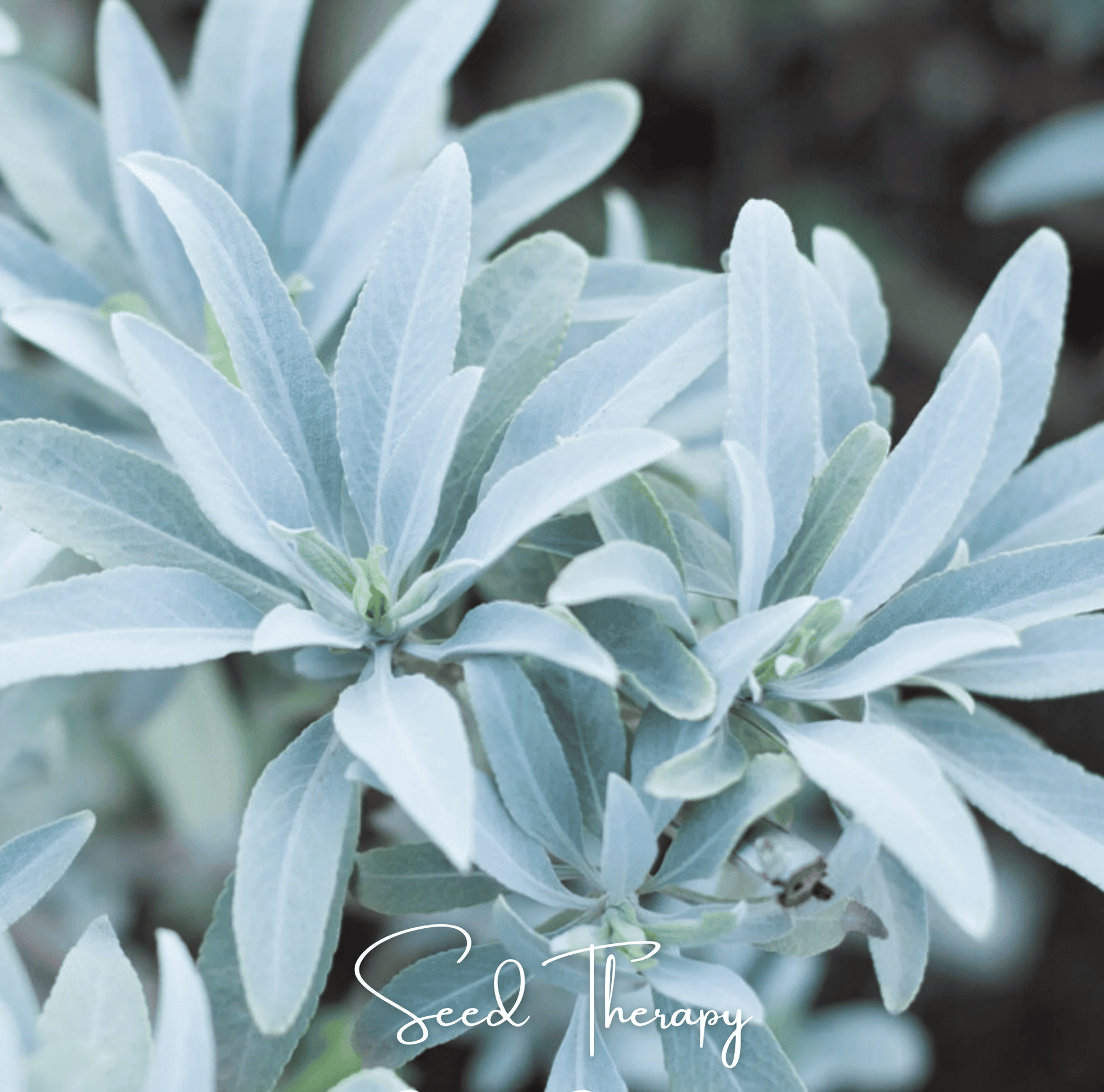 white sage indoor plant Sage, White - Smudging Sage (Salvia apiana) - 50 Seeds