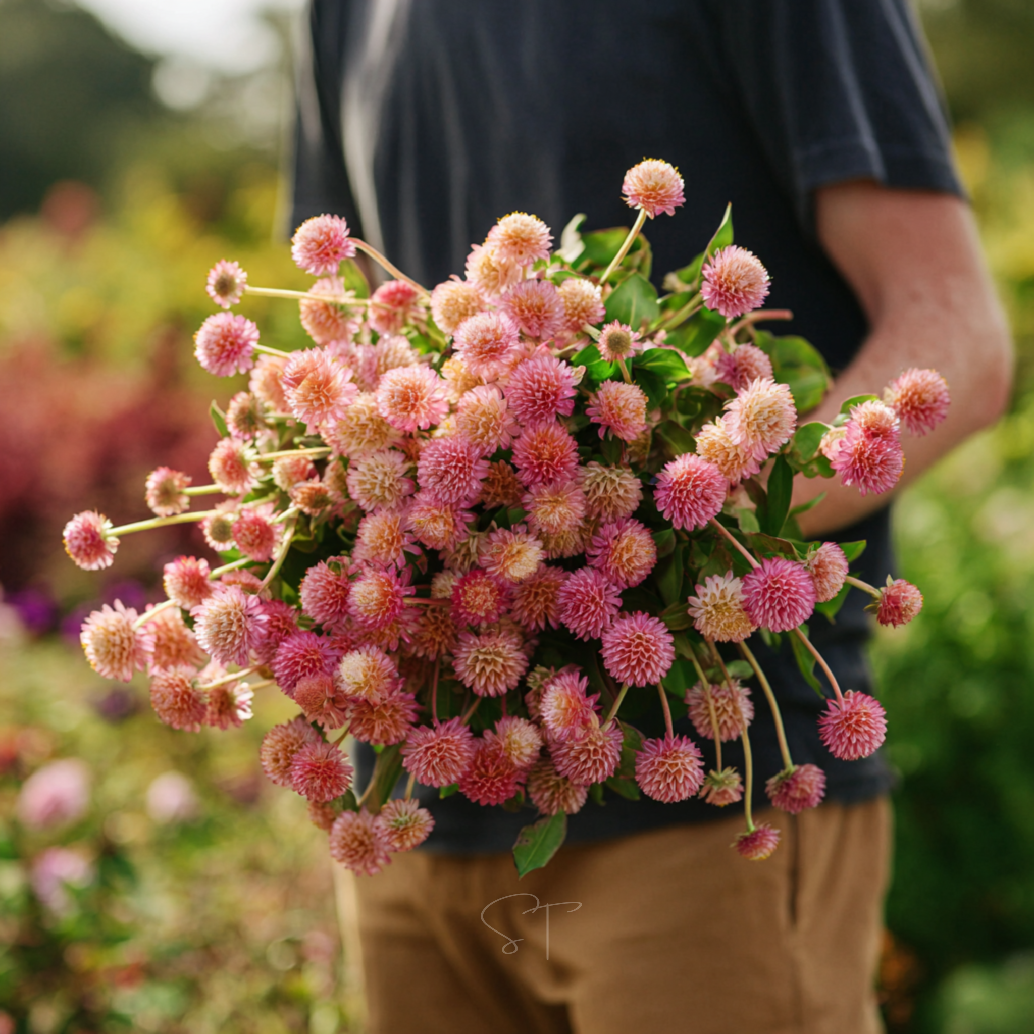 Salmon Globosa Gomphrena – 20 Seeds seed packet from Seed Therapy – American - grown, heirloom seeds