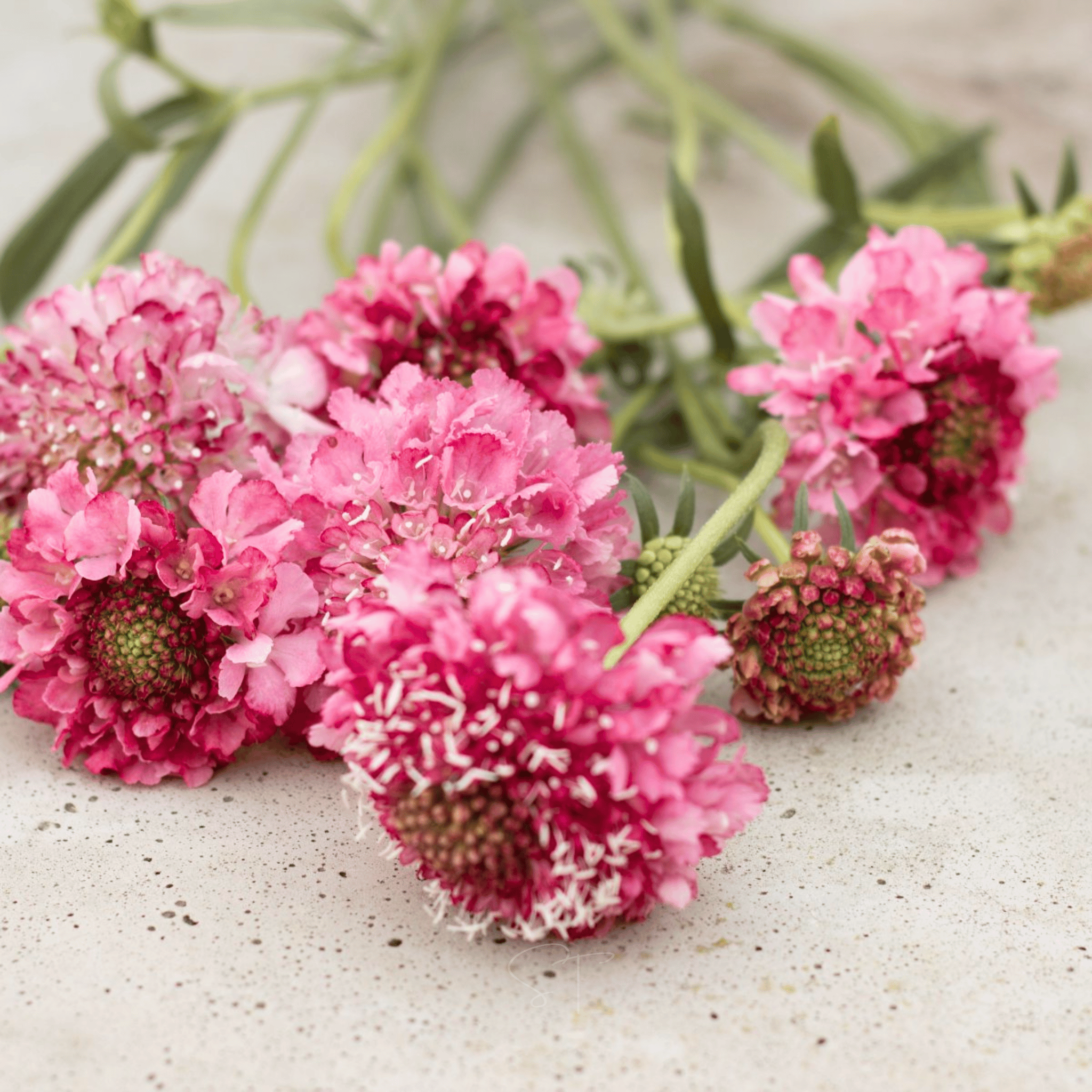 Salmon Queen Scabiosa - 30 Seeds seed packet from Seed Therapy – American - grown, heirloom seeds