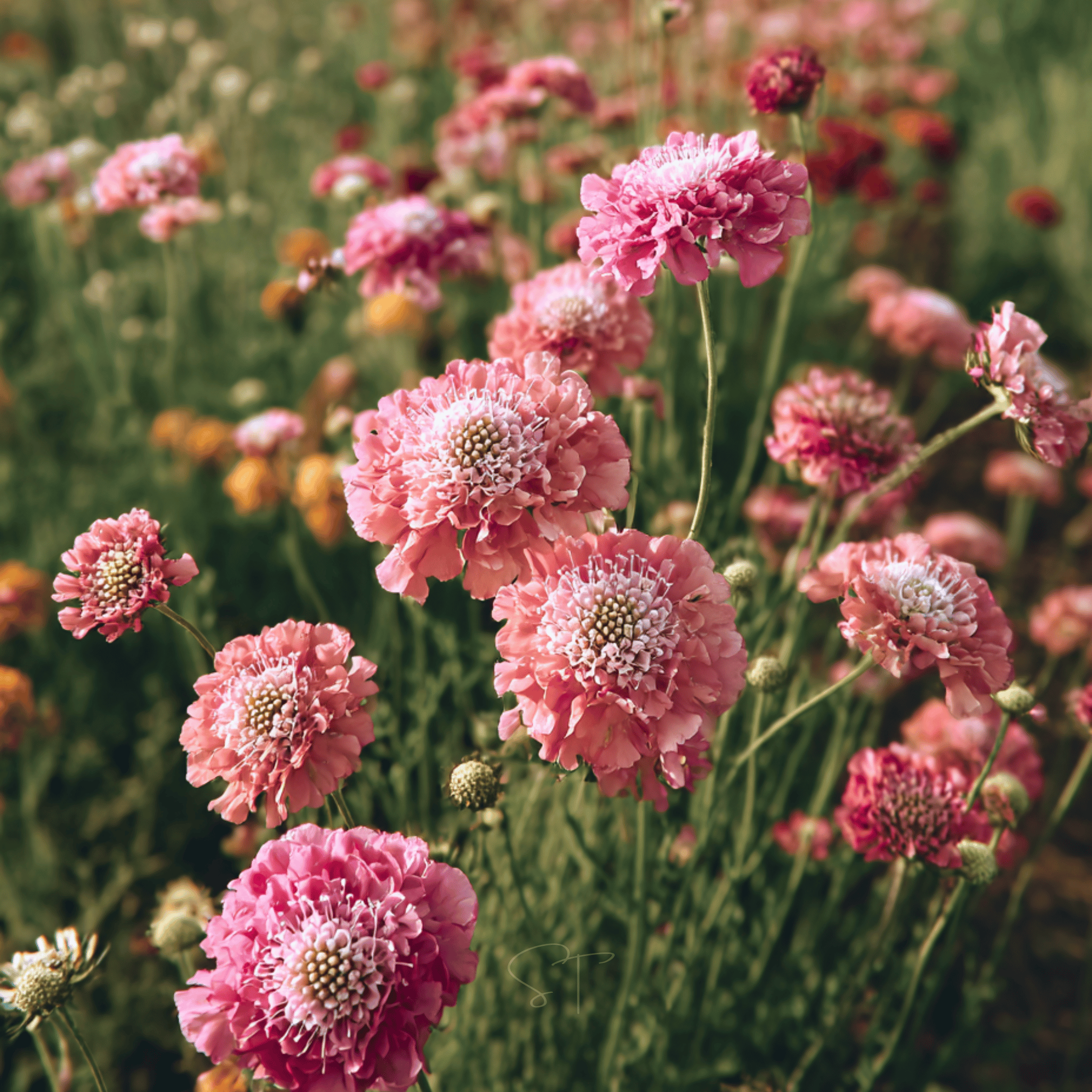 scabiosa flower seeds Salmon Queen Scabiosa - 30 Seeds