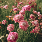 Salmon Queen Scabiosa - 30 Seeds seed packet from Seed Therapy – American - grown, heirloom seeds