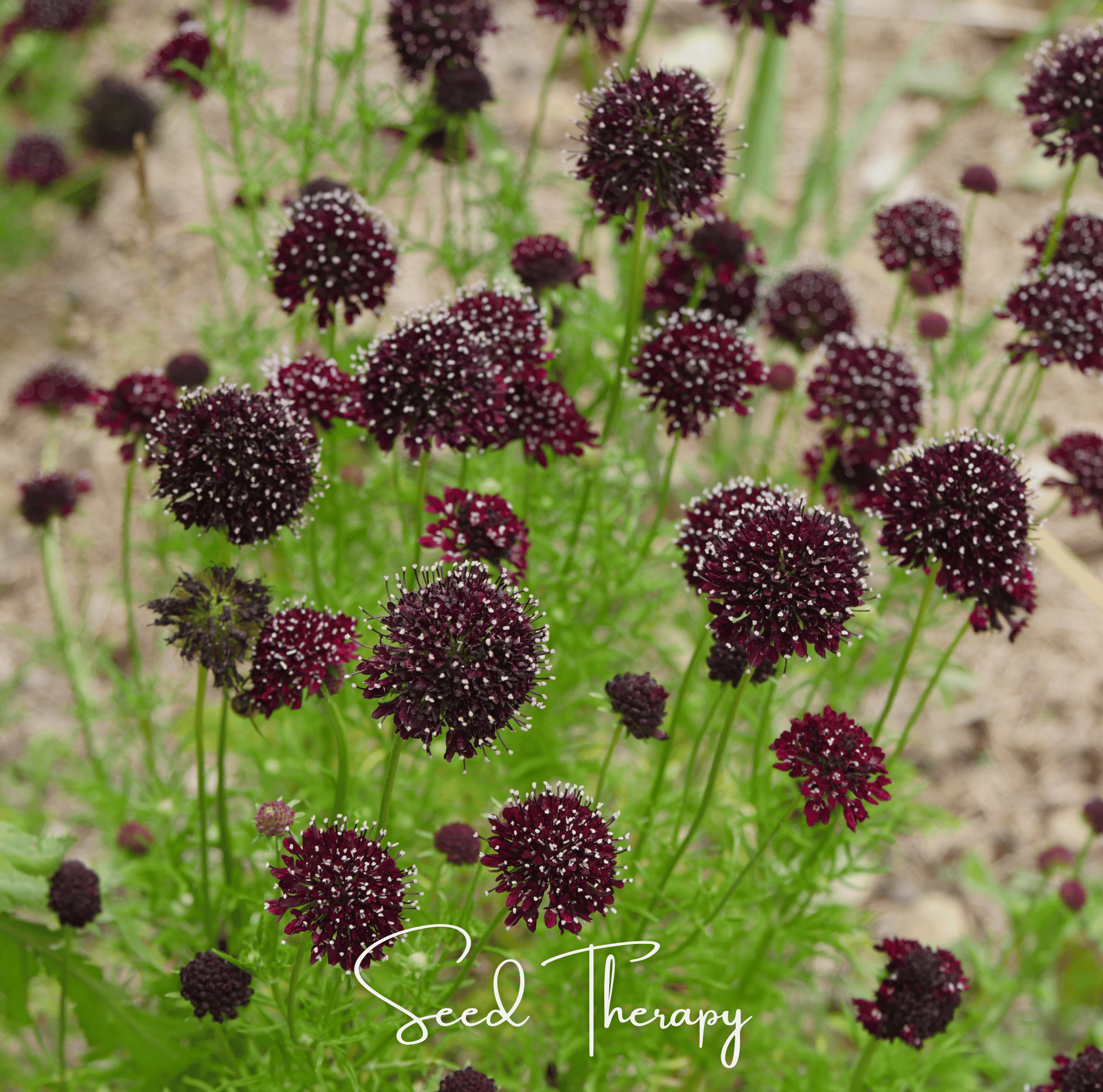 Scabiosa, Black Knight (Scabiosa atropurpurea) - 30 Seeds seed packet from Seed Therapy – American - grown, heirloom seeds