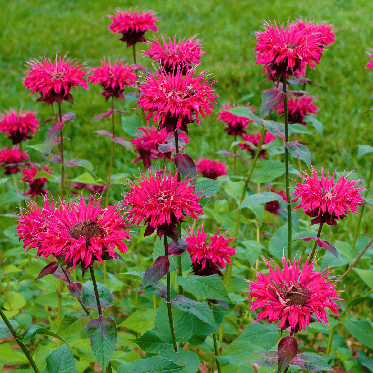Bee Balm, Scarlet Bergamot (Monarda didyma) - 20 Seeds - Seed Therapy ...