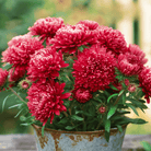 Scarlet Paeony Duchess Aster – 50 Seeds seed packet from Seed Therapy – American - grown, heirloom seeds