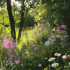 Shady Area Wildflower Seed Mix (20 Varieties) – 1,000 Seeds seed packet from Seed Therapy – American - grown, heirloom seeds
