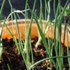 Shallot, Davidor (Allium cepa) - 50 Seeds | Seed Therapy – Heirloom Garden Seeds